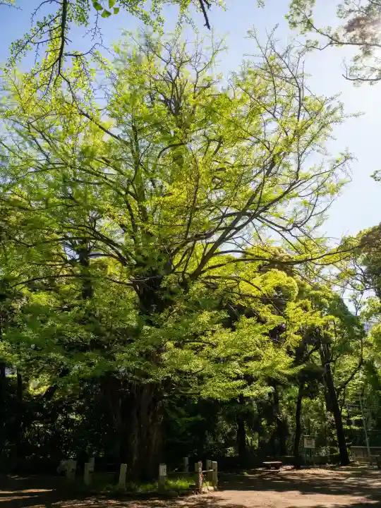 赤坂氷川神社の{uncategorized: "未分類", other: "その他", undefined: "問題あり", building: "その他建物", grave: "お墓", sacred_gate: "鳥居", guardian: "狛犬", statue: "像", buddha: "仏像", history: "歴史", nature: "自然", garden: "庭園", animal: "動物", pagoda: "塔", temizu: "手水舎", mountain_gate: "山門・神門", sanctuary: "本殿・本堂", subordinate: "末社・摂社", art: "芸術", scenery: "景色", jizo: "地蔵", ema: "絵馬", goshuin: "御朱印", omikuji: "おみくじ", items: "授与品その他", amulet: "お守り", goshuincho: "御朱印帳", eats: "食事", festival: "お祭り", votive_dance: "神楽", shichigosan: "七五三参", wedding: "結婚式", experience: "体験その他", initially: "初詣", around: "周辺", anti_infection: "感染症対策"}