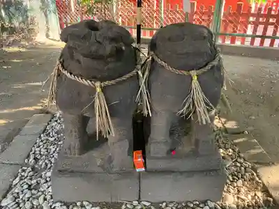 浅草神社の狛犬