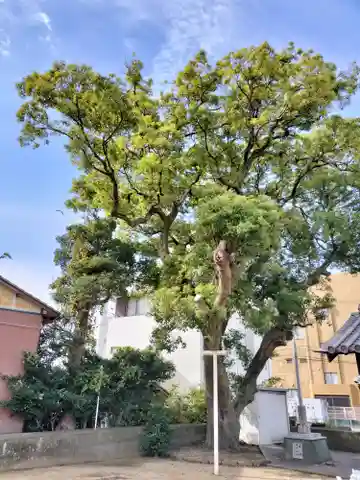恵比須神社(徳島県)