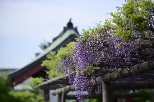 亀戸天神社の自然