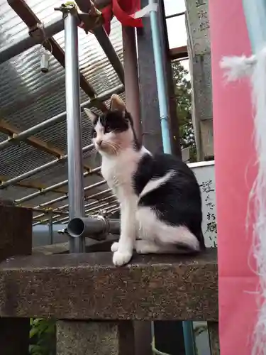 明竹稲荷宮　腰神不動神社の動物