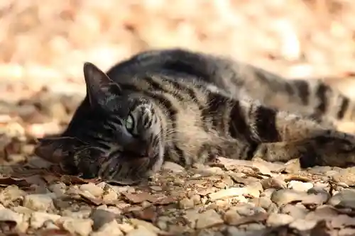 玉野御嶽神社(愛知県)