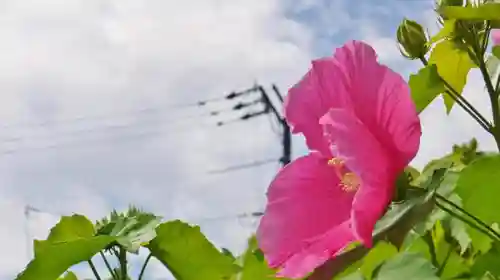 妙蓮寺の自然