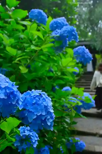 明月院(神奈川県)