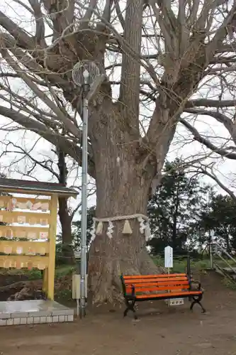 白子神社の自然