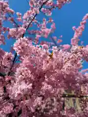 桜神宮の自然