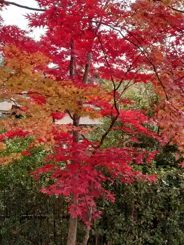 北野天満宮の自然