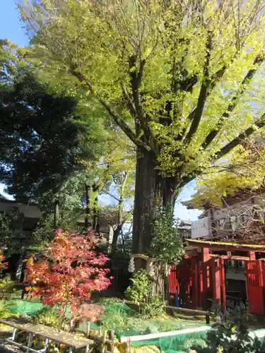 秩父神社の自然