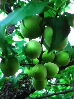 瑞円寺(東京都)