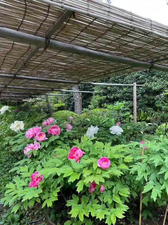東長谷寺 薬王院(東京都)