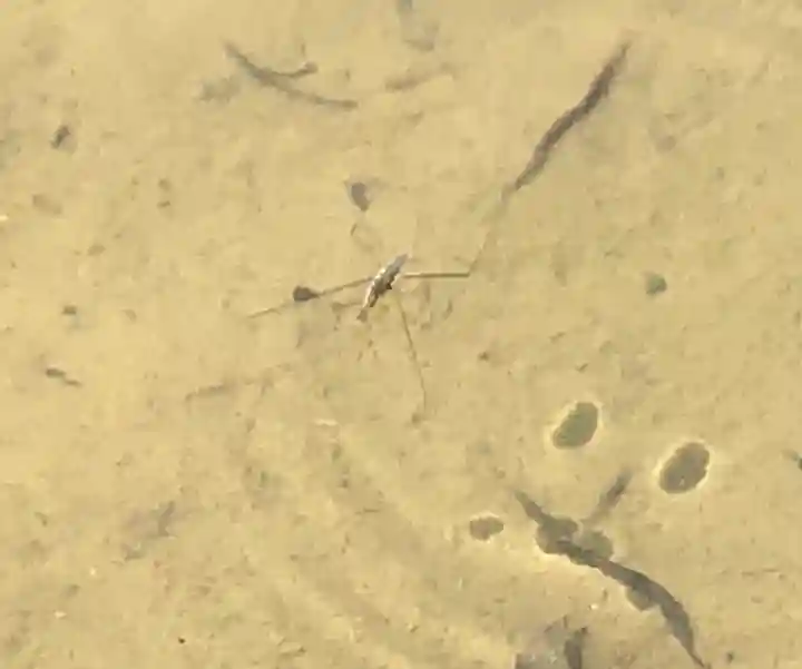 大國魂神社の自然