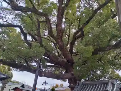 百舌鳥八幡宮(大阪府)