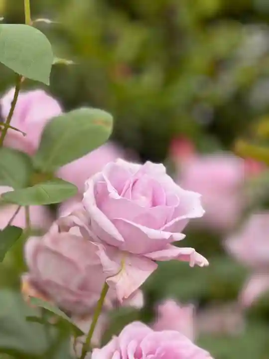 霊山寺(奈良県)