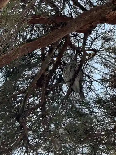 厚真神社(北海道)