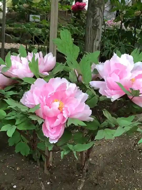 上野東照宮の庭園