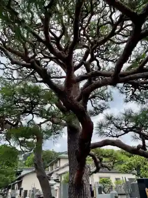 大運寺(神奈川県)