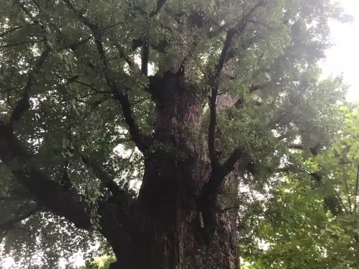 芝東照宮の自然