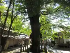 正法寺の自然