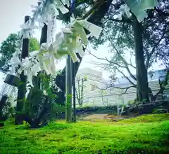 王子神社のおみくじ