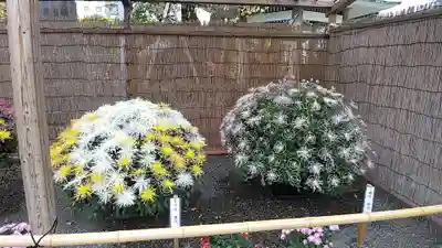 亀戸天神社(東京都)