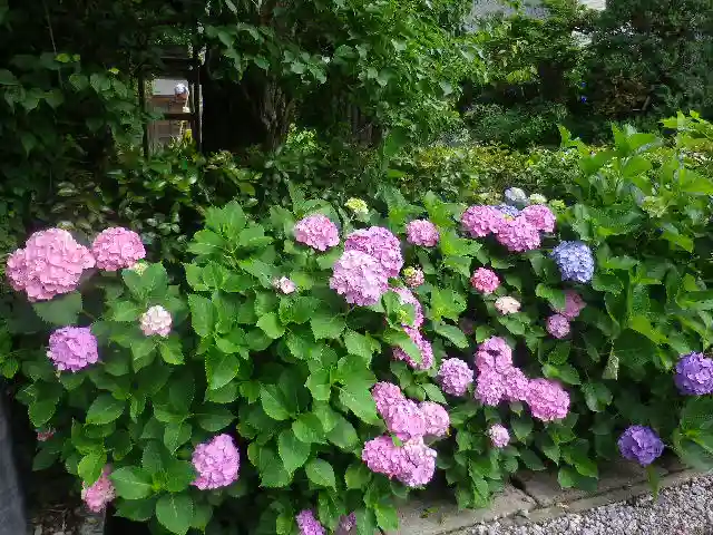 極楽寺(霊鷲山感應院極楽律寺)の自然