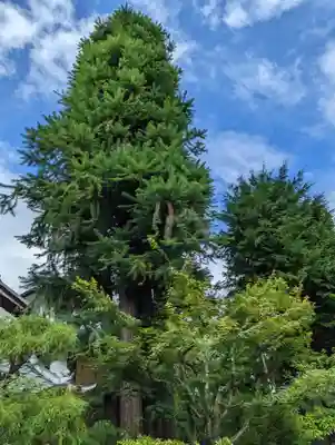 招善寺(京都府)