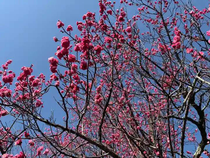 霊鑑寺門跡の自然