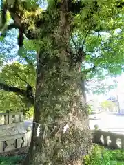 下庄八幡神社の自然