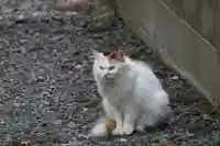 阿邪訶根神社の動物