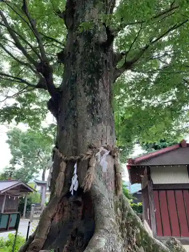 出雲大社相模分祠の自然