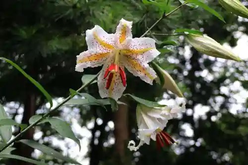 阿久津「田村神社」（郡山市阿久津町）旧社名：伊豆箱根三嶋三社の庭園