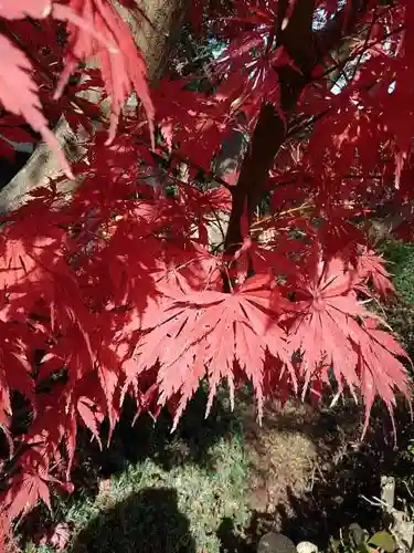 地蔵院の庭園