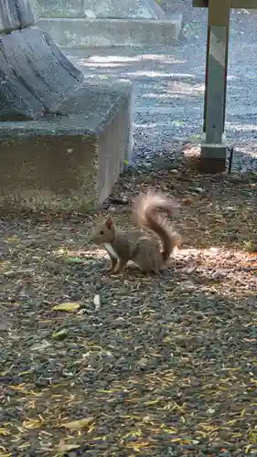相馬神社の動物