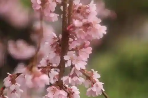 日輪寺の庭園