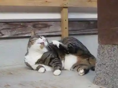 御誕生寺（猫寺）(福井県)