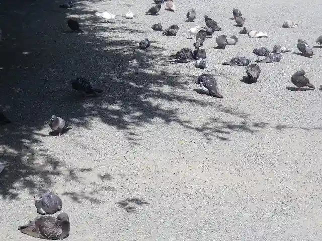 鶴岡八幡宮の動物