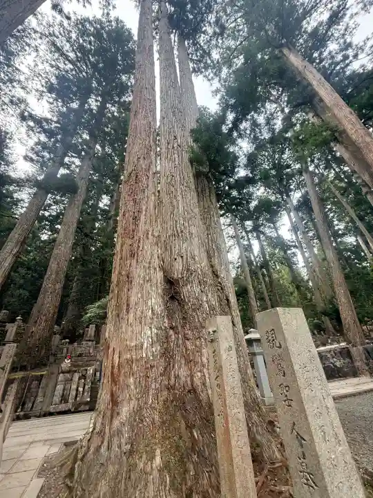 高野山金剛峯寺奥の院の{uncategorized: "未分類", other: "その他", undefined: "問題あり", building: "その他建物", grave: "お墓", sacred_gate: "鳥居", guardian: "狛犬", statue: "像", buddha: "仏像", history: "歴史", nature: "自然", garden: "庭園", animal: "動物", pagoda: "塔", temizu: "手水舎", mountain_gate: "山門・神門", sanctuary: "本殿・本堂", subordinate: "末社・摂社", art: "芸術", scenery: "景色", jizo: "地蔵", ema: "絵馬", goshuin: "御朱印", omikuji: "おみくじ", items: "授与品その他", amulet: "お守り", goshuincho: "御朱印帳", eats: "食事", festival: "お祭り", votive_dance: "神楽", shichigosan: "七五三参", wedding: "結婚式", experience: "体験その他", initially: "初詣", around: "周辺", anti_infection: "感染症対策"}
