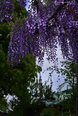 亀戸天神社(東京都)