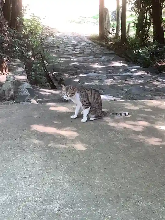 玉野御嶽神社の動物