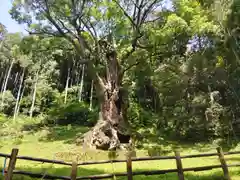 武雄神社(佐賀県)