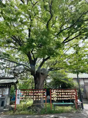 久里浜天神社の自然