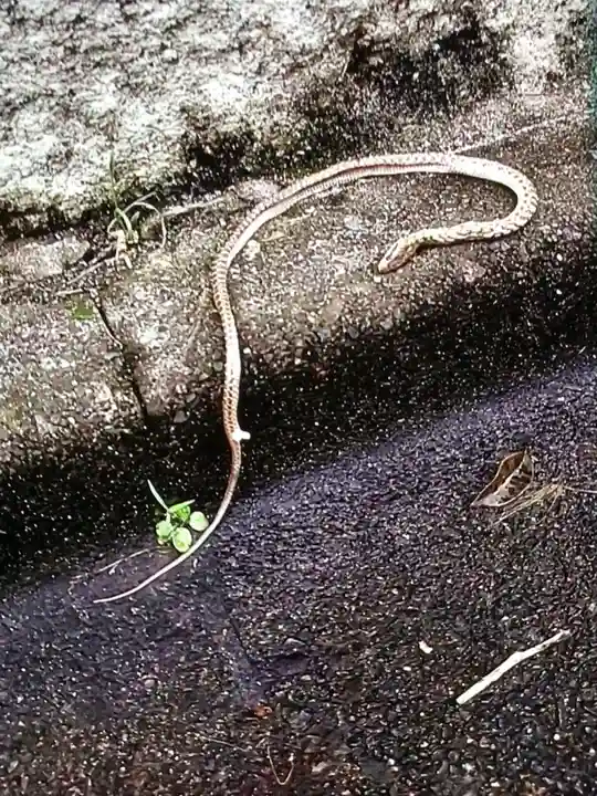 田端神社(東京都)