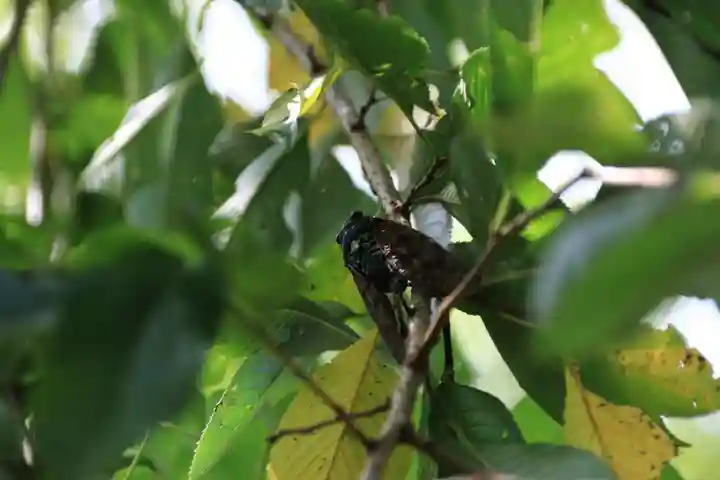 大六天麻王神社の動物