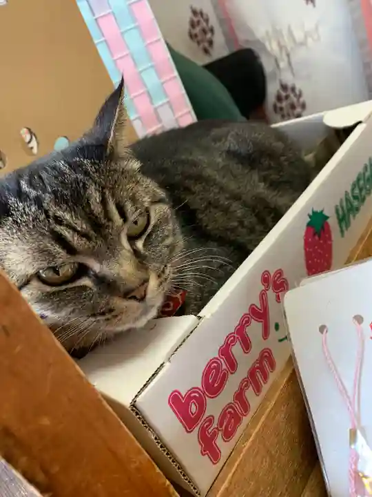 前玉神社(埼玉県)