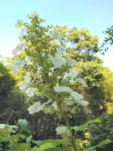 阿智神社の自然