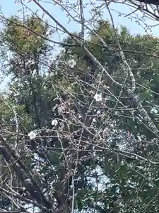 国上寺(新潟県)(2025年03月27日(木) 10時37分33秒投稿)