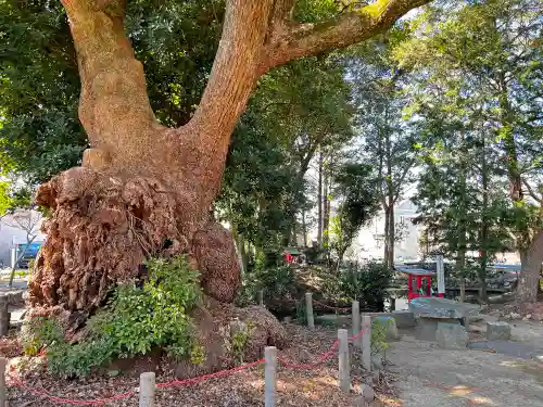 許禰神社の自然
