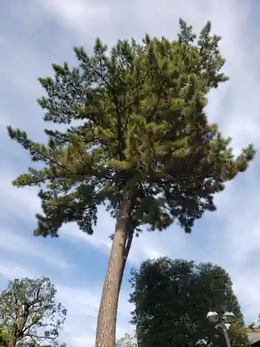 中野沼袋氷川神社(東京都)
