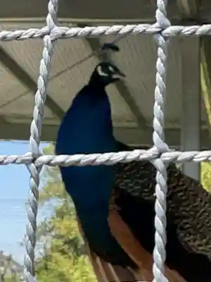 進雄神社(群馬県)
