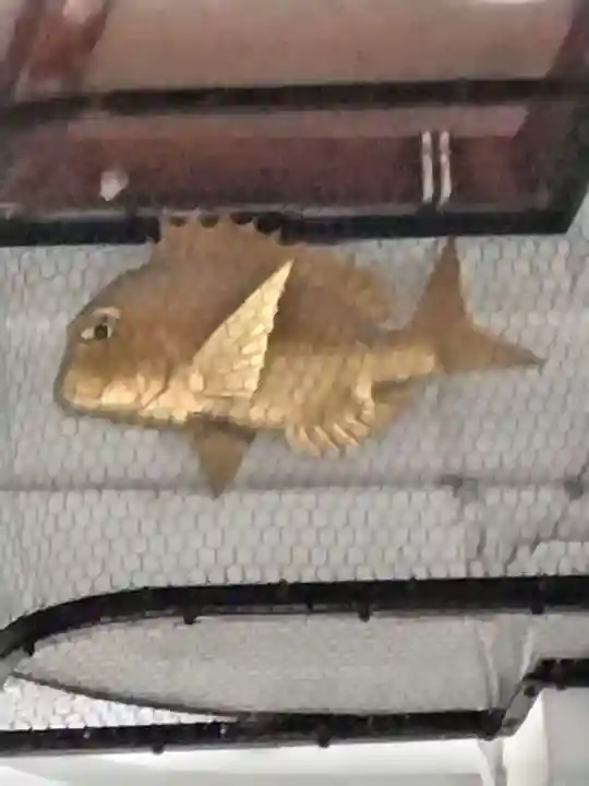 西宮神社の狛犬